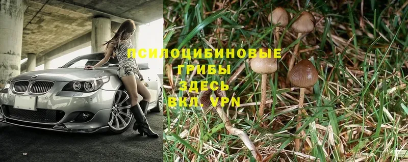 Псилоцибиновые грибы Psilocybe  купить наркотики сайты  Межгорье 